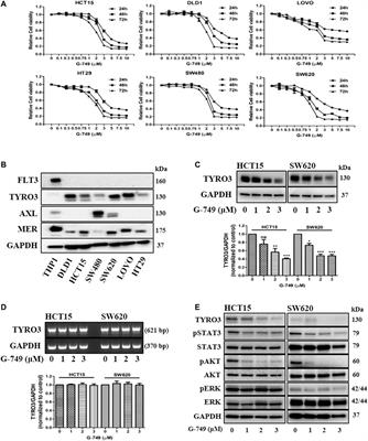 G-749 Promotes Receptor Tyrosine Kinase TYRO3 Degradation and Induces Apoptosis in Both Colon Cancer Cell Lines and Xenograft Mouse Models